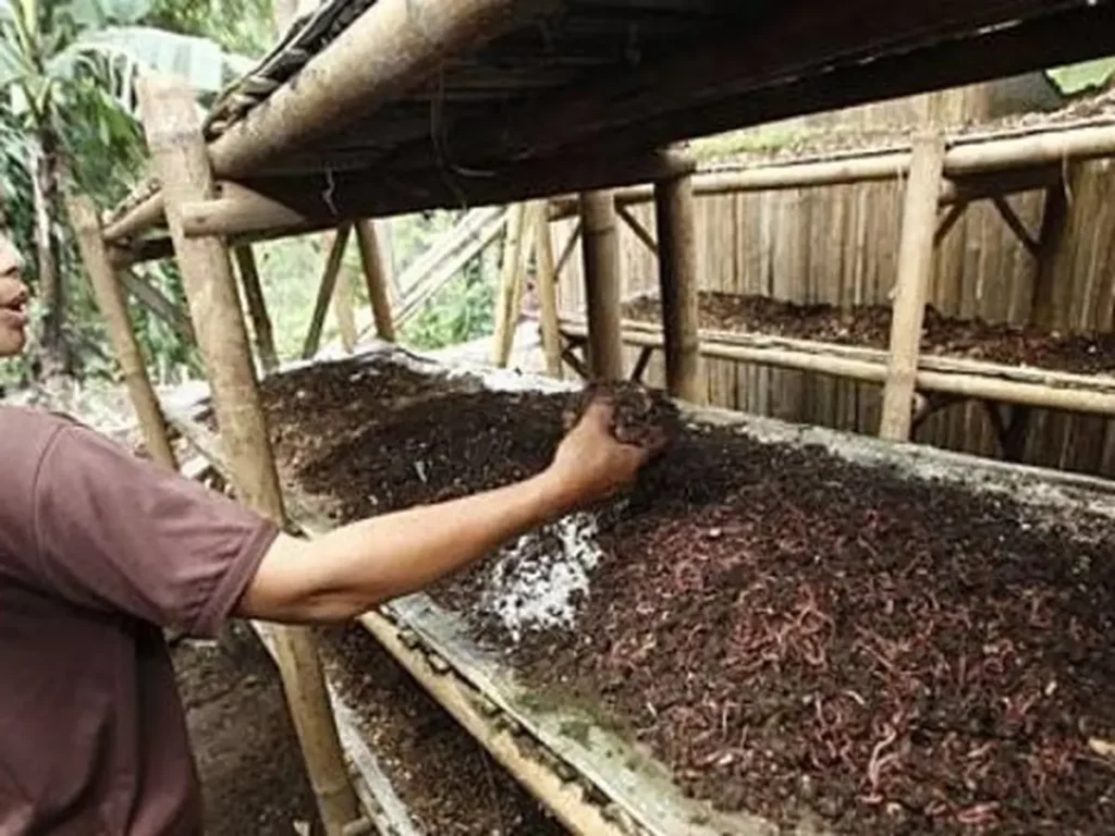 Panduan Memulai Bisnis Cacing Untuk Pemula