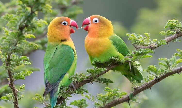 Rahasia Membuat Love Bird Berkicau Merdu