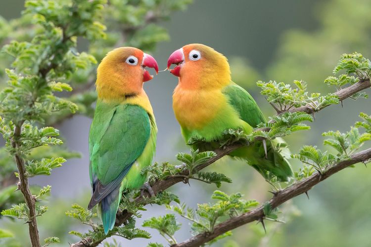 Rahasia Membuat Love Bird Berkicau Merdu