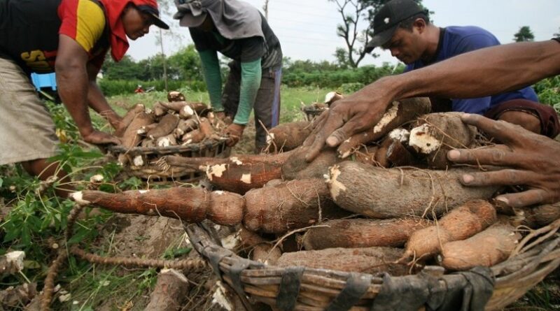 Peran Ubi Kayu Dalam Perekonomian Petani Lokal