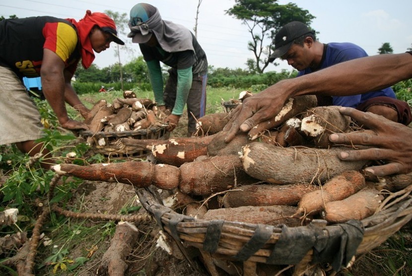 Peran Ubi Kayu Dalam Perekonomian Petani Lokal