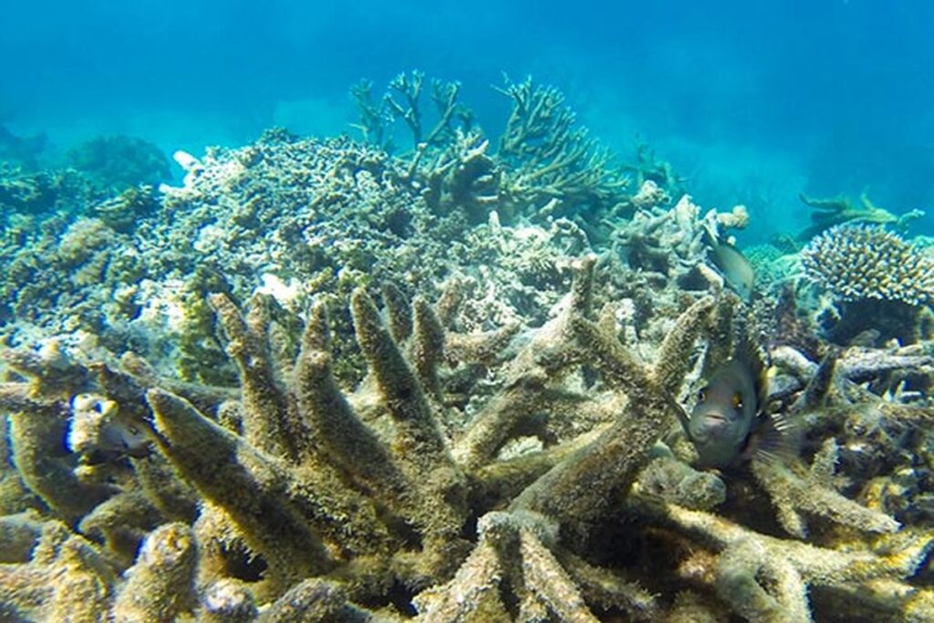 Efek Pemutihan Terumbu Karang Terhadap Populasi Ikan