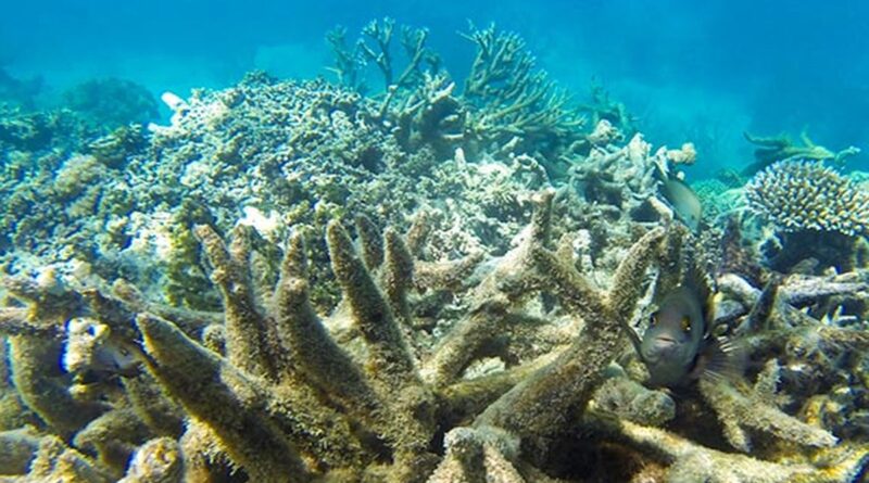 Efek Pemutihan Terumbu Karang Terhadap Populasi Ikan