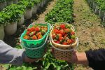Wisata Petik Strawberry