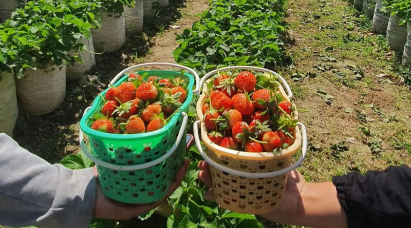 Wisata Petik Strawberry