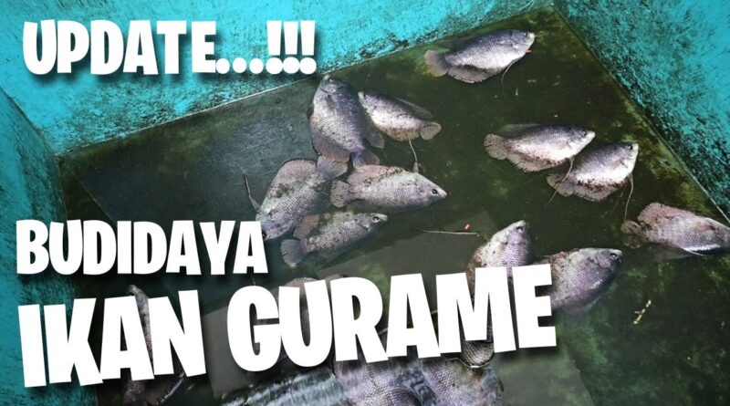 Peternakan Ikan Gurame