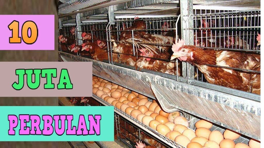 Ternak Ayam Petelur