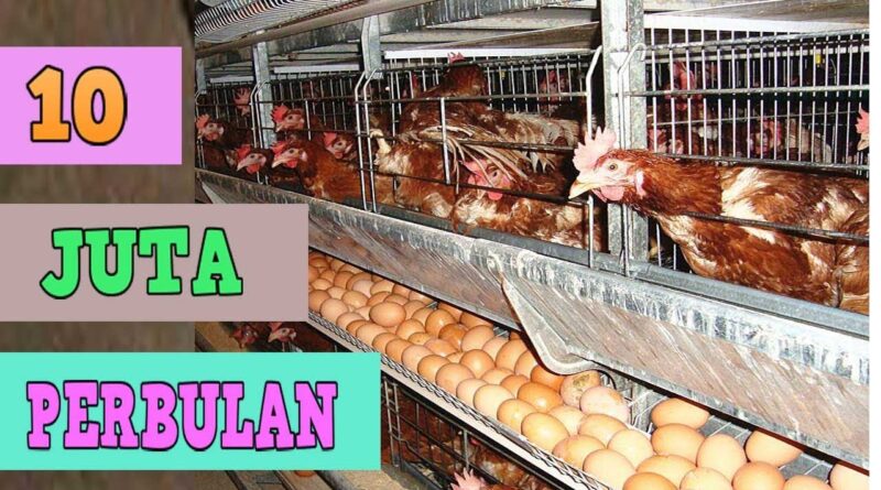 Ternak Ayam Petelur