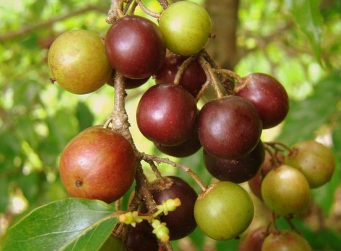 Buah Rukem