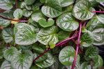 Daun Binahong