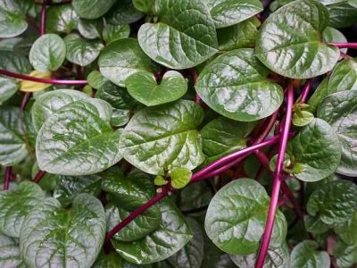 Daun Binahong