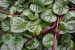 Daun Binahong