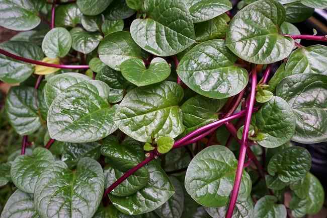 Daun Binahong
