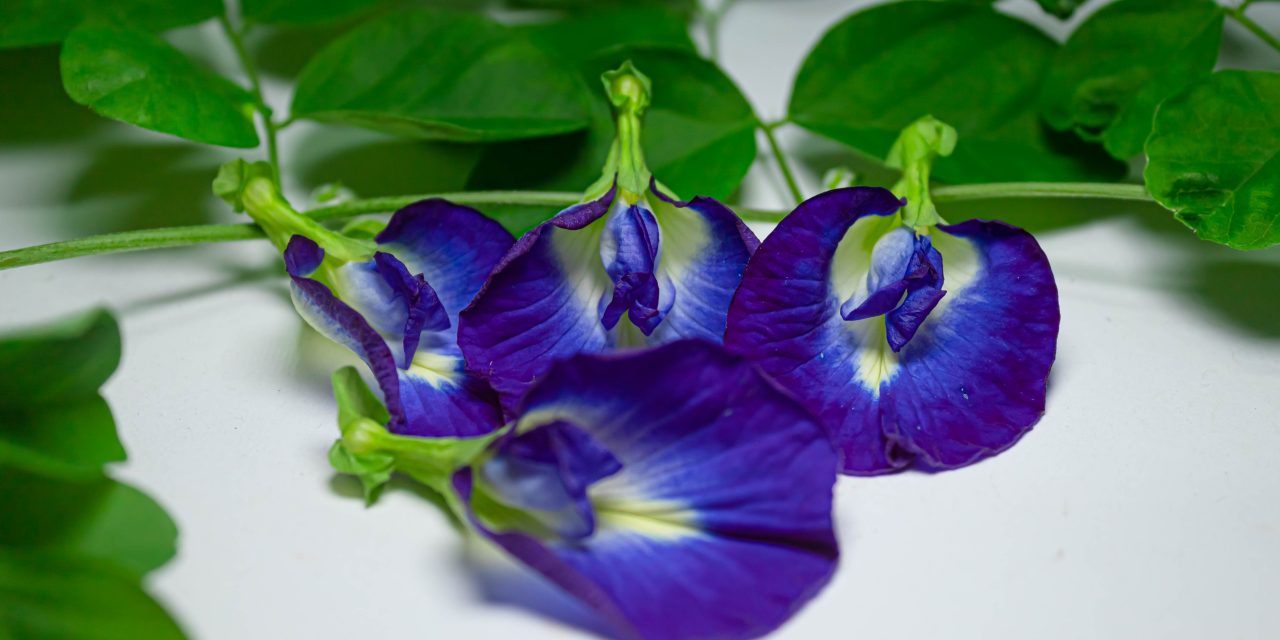 Tanaman Bunga Telang Dengan Segudang Manfaat Kesehatan