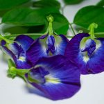 Tanaman Bunga Telang Dengan Segudang Manfaat Kesehatan