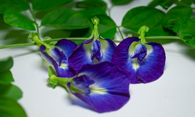 Tanaman Bunga Telang Dengan Segudang Manfaat Kesehatan