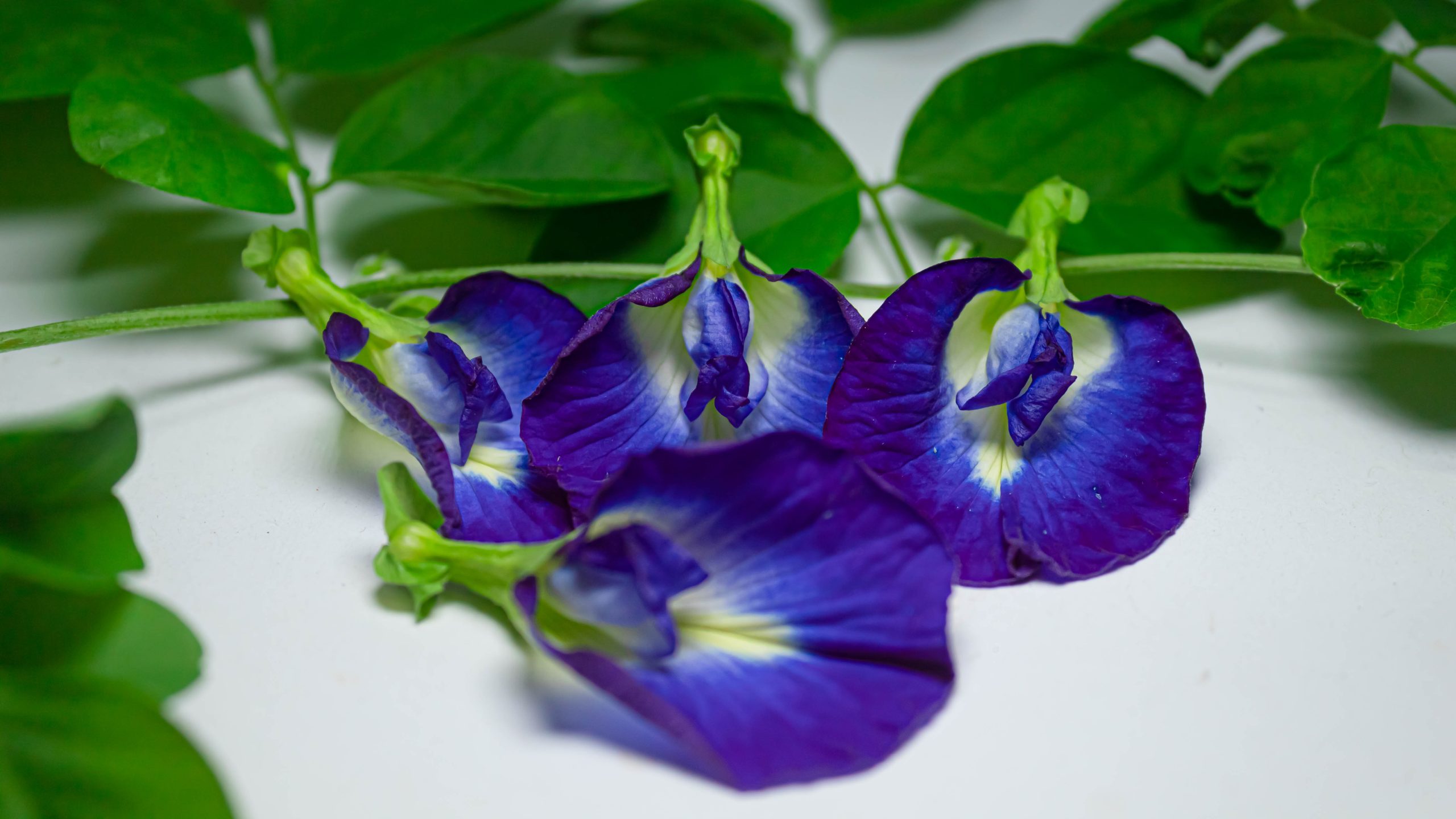 Tanaman Bunga Telang