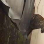 Macan Tutul Masuk Permukiman, Dua Warga Luka Cakar & Gigitan