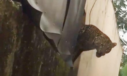 Macan Tutul Masuk Permukiman, Dua Warga Luka Cakar & Gigitan