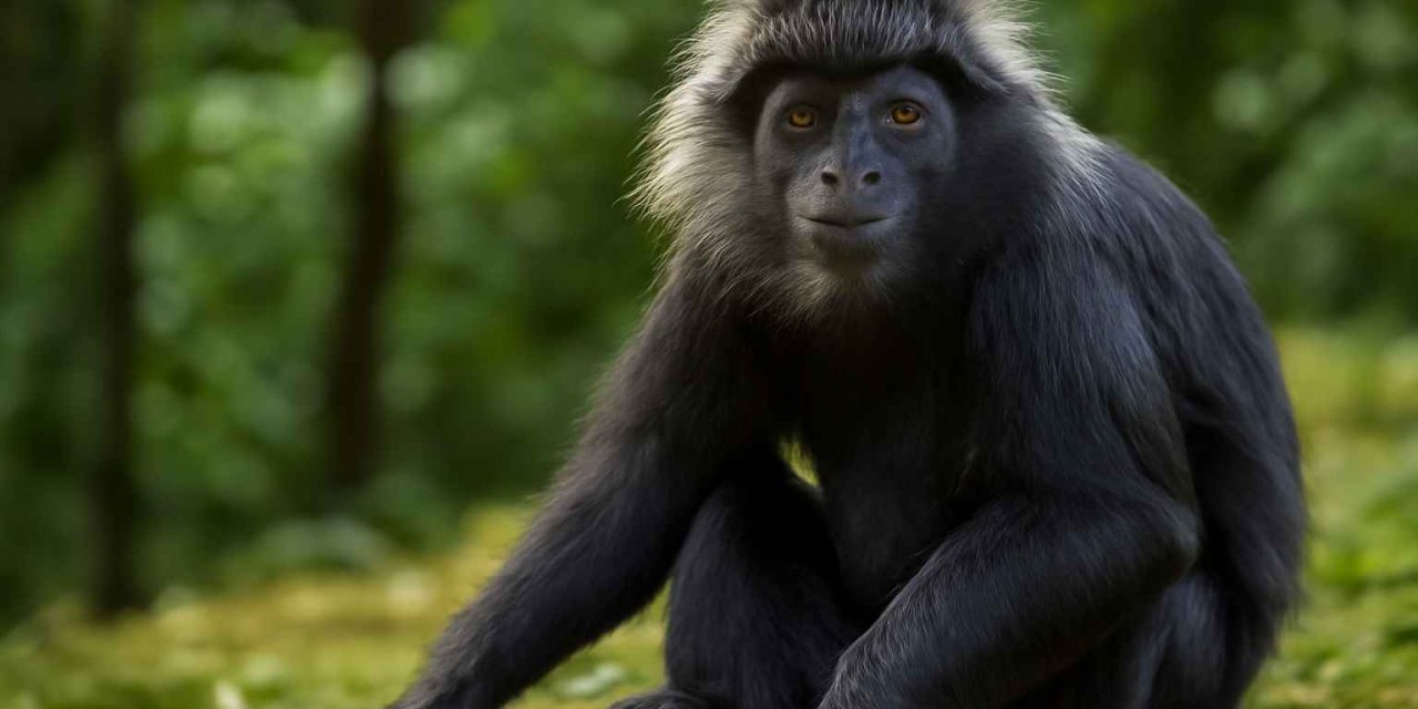 Hewan Lutung Primata Berbulu Hitam Yang Unik Dan Memikat
