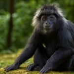 Hewan Lutung Primata Berbulu Hitam Yang Unik Dan Memikat