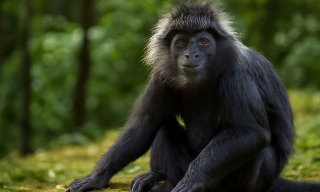 Hewan Lutung Primata Berbulu Hitam Yang Unik Dan Memikat