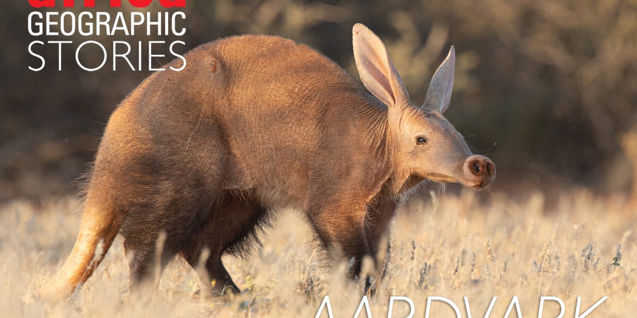 Hewan Aardvark Mahkluk Unik Hidung Yang Panjang Dan Lentur
