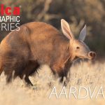 Hewan Aardvark Mahkluk Unik Hidung Yang Panjang Dan Lentur