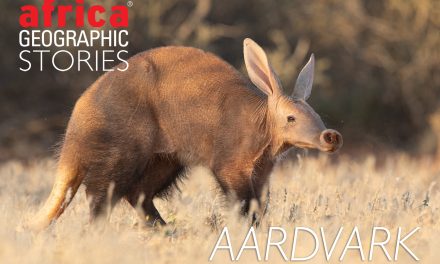Hewan Aardvark Mahkluk Unik Hidung Yang Panjang Dan Lentur