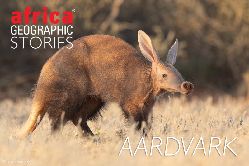 Hewan Aardvark