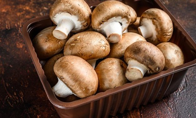 Organisme Eukariotik Jamur Yang Bisa Di Makan