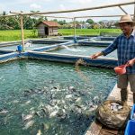 Bisnis Nila Potensi Cuan Yang Tinggi, Bisa Kamu Coba!