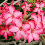 Trik Merawat Adenium Tumpuk Agar Tumbuh Subur Dan Indah