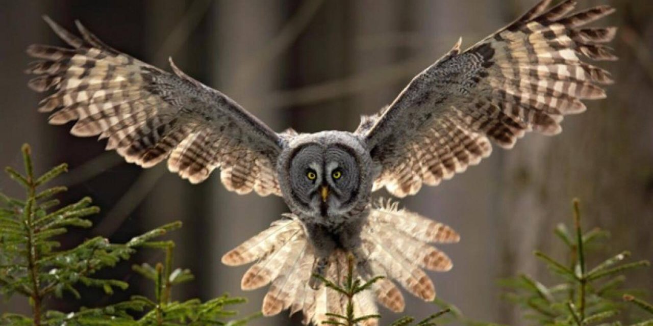 Fakta Unik Burung Hantu Memiliki Leher Yang Sangat Fleksibel