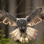 Fakta Unik Burung Hantu Memiliki Leher Yang Sangat Fleksibel