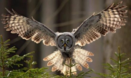 Fakta Unik Burung Hantu Memiliki Leher Yang Sangat Fleksibel