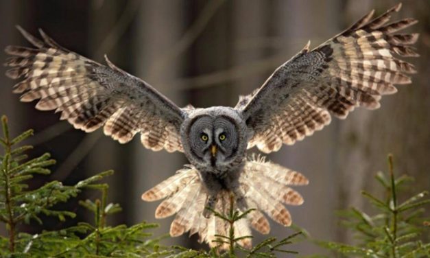 Fakta Unik Burung Hantu Memiliki Leher Yang Sangat Fleksibel